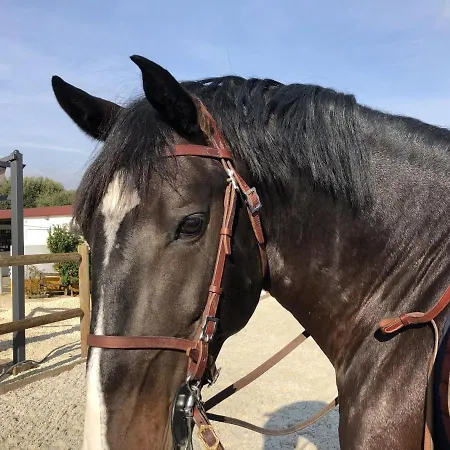 Nyaraló Sleeps 8 With Pool & Horses *