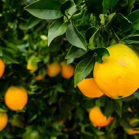 Sleeps 8 With Pool & Horses * Alcobaça