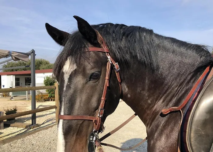 Casa de Férias Sleeps 8 With Pool & Horses *