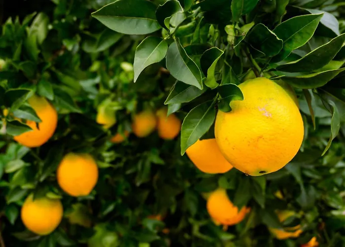 Sleeps 8 With Pool & Horses * Alcobaça